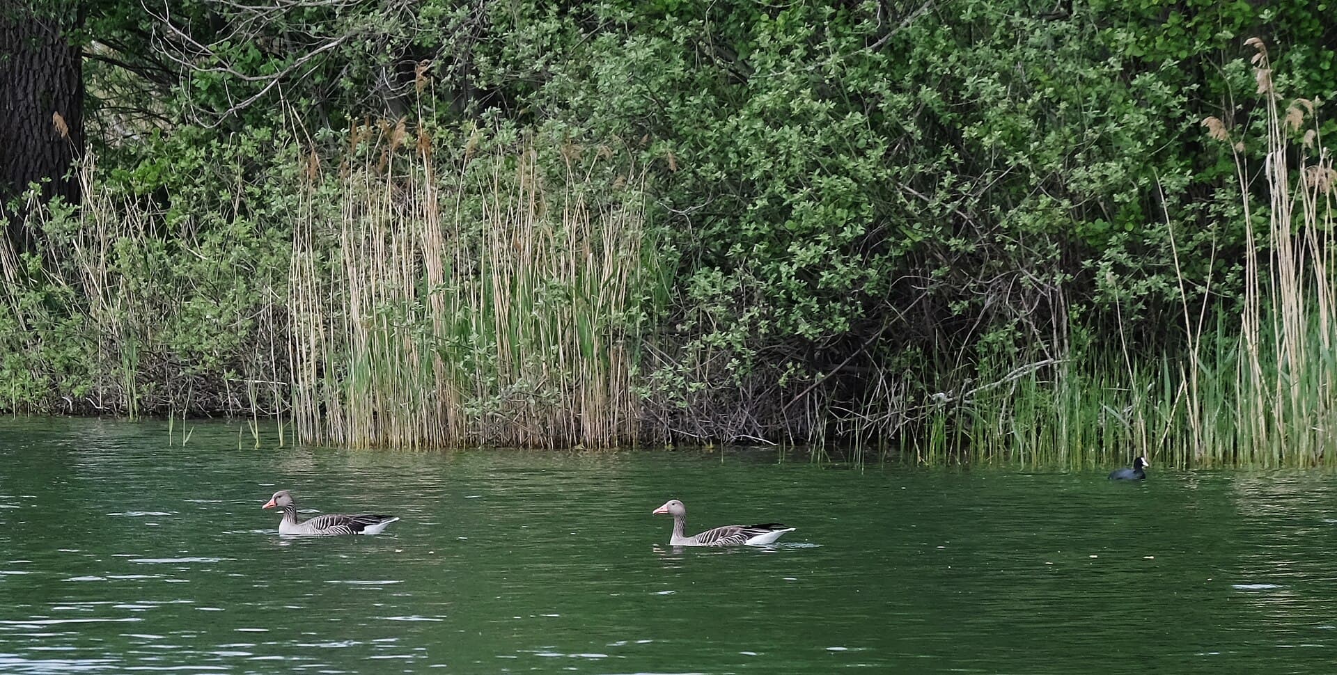 Grauwe Gans (Anser anser) - Graugänse im Pätzer Tonsee