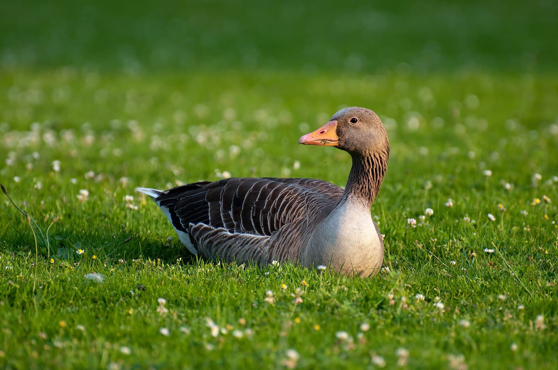 Grauwe Gans (Anser anser) - Graugans Anser Anser