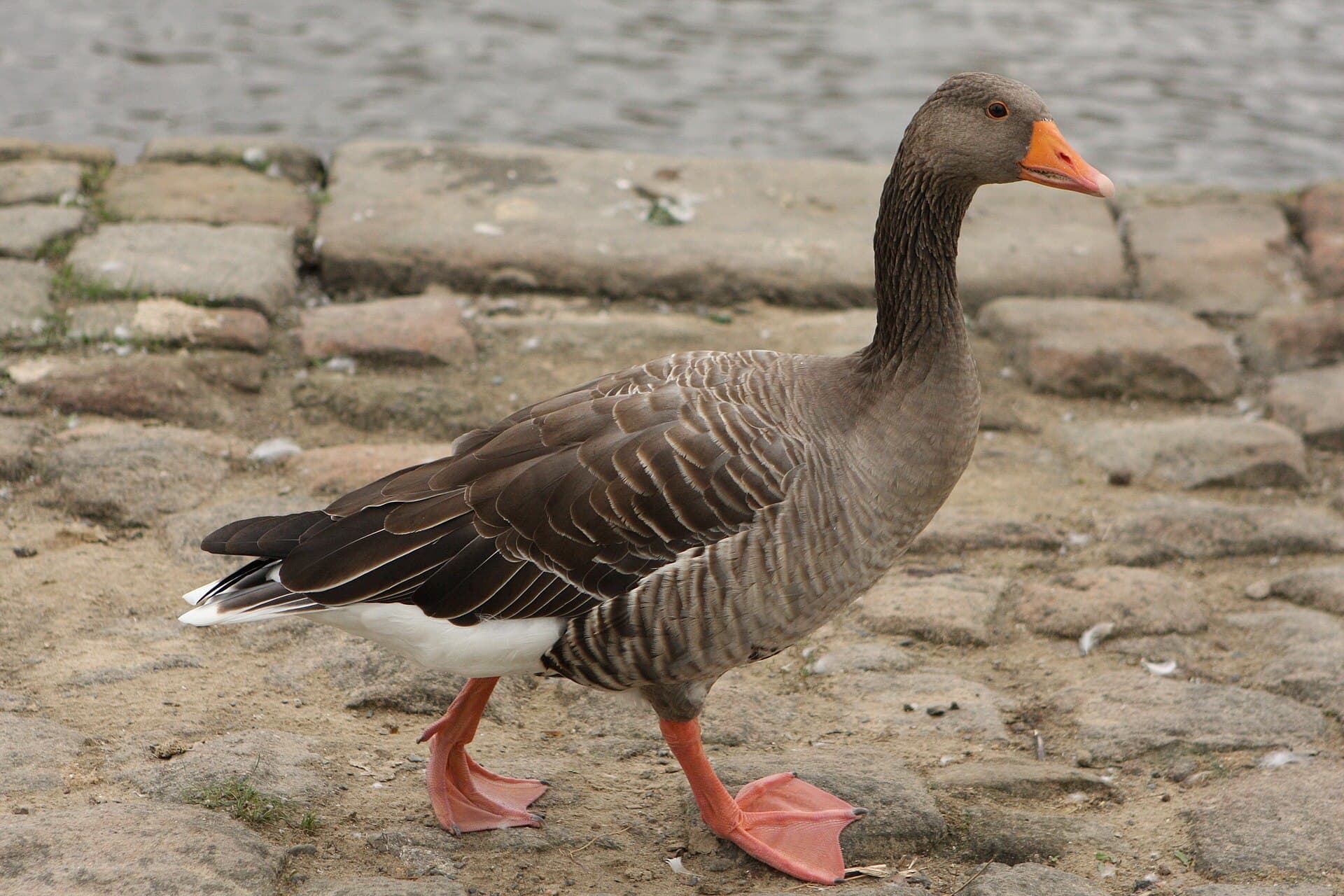 Grauwe Gans (Anser anser) - Graugans Pirna 2010-08-26