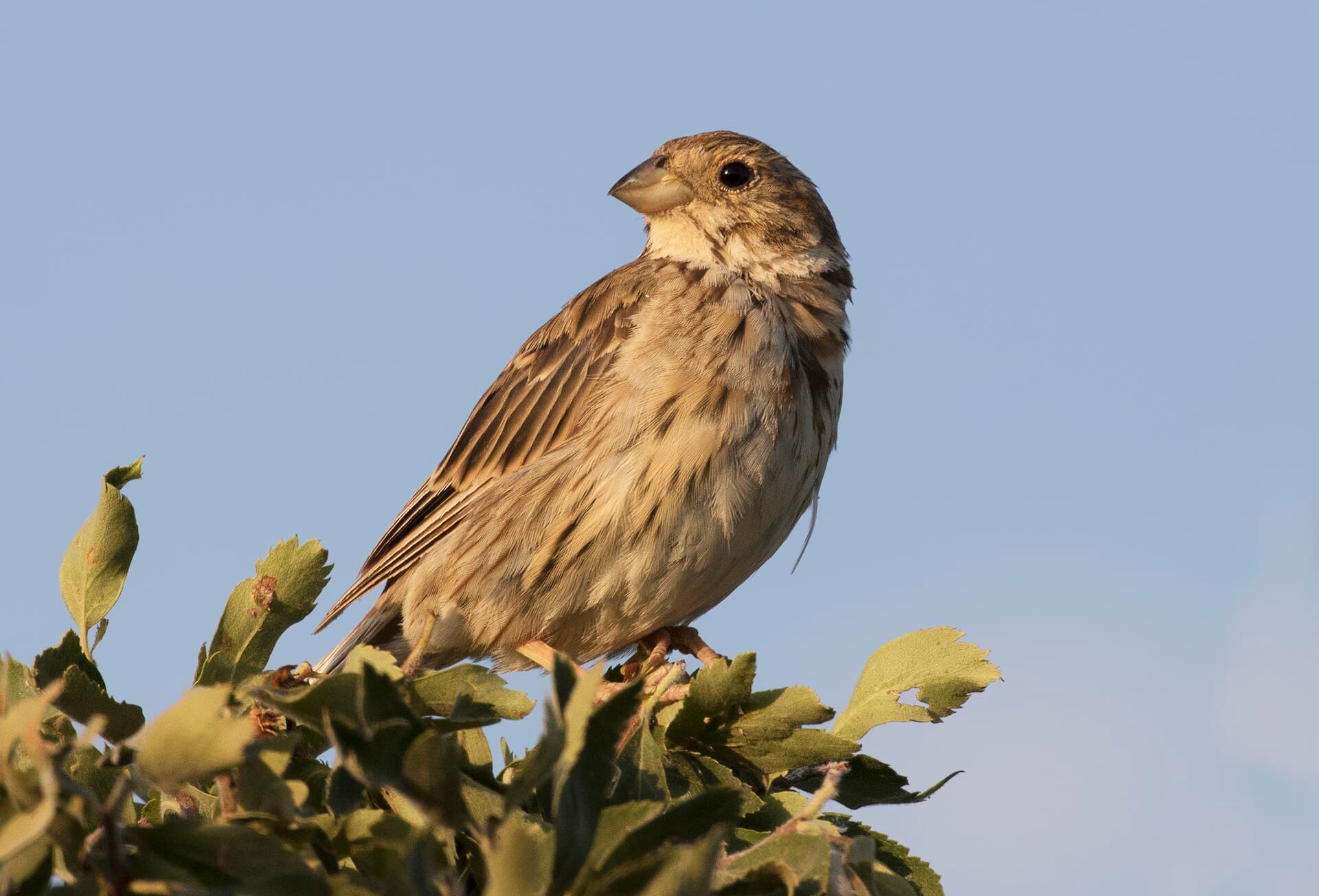 Grauwe Gors (Emberiza calandra) - Emberiza calandra - Corn Bunting 03
