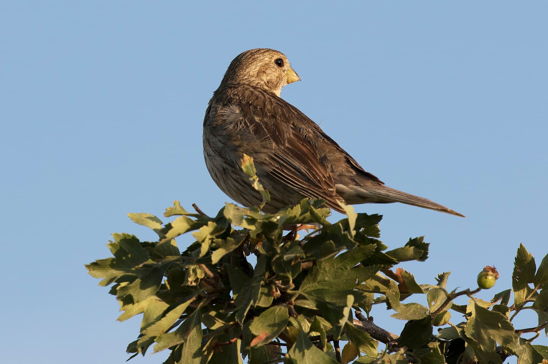 Grauwe Gors (Emberiza calandra) - Emberiza calandra - Corn Bunting 02