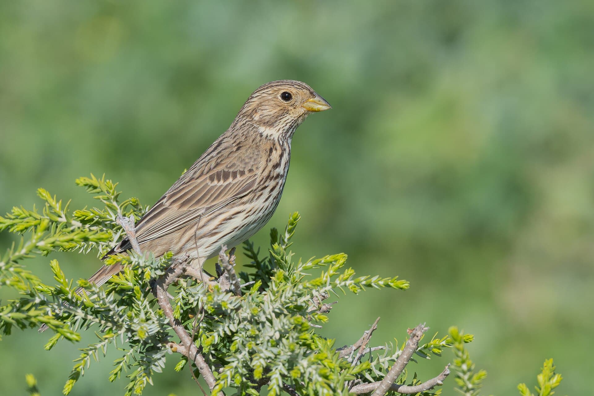 Grauwe Gors (Emberiza calandra) - Bruant proyer Zaghouan