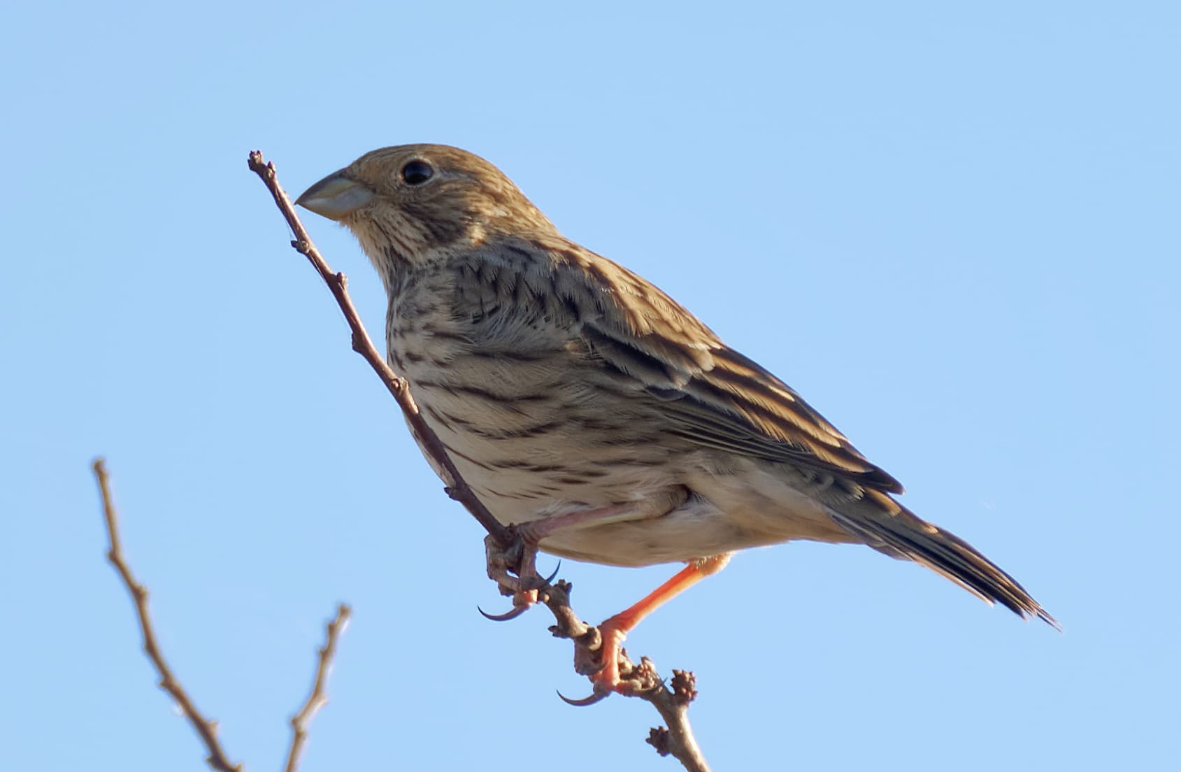 Grauwe Gors (Emberiza calandra) - Potrzeszcz, Góry Świętokrzyskie, 20211029 1545 3408