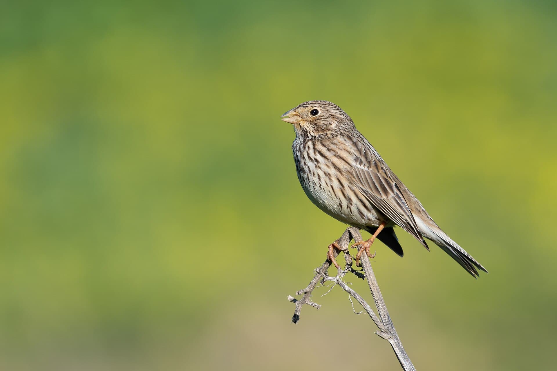 Grauwe Gors (Emberiza calandra) - Bruant proyer Ichkeul017