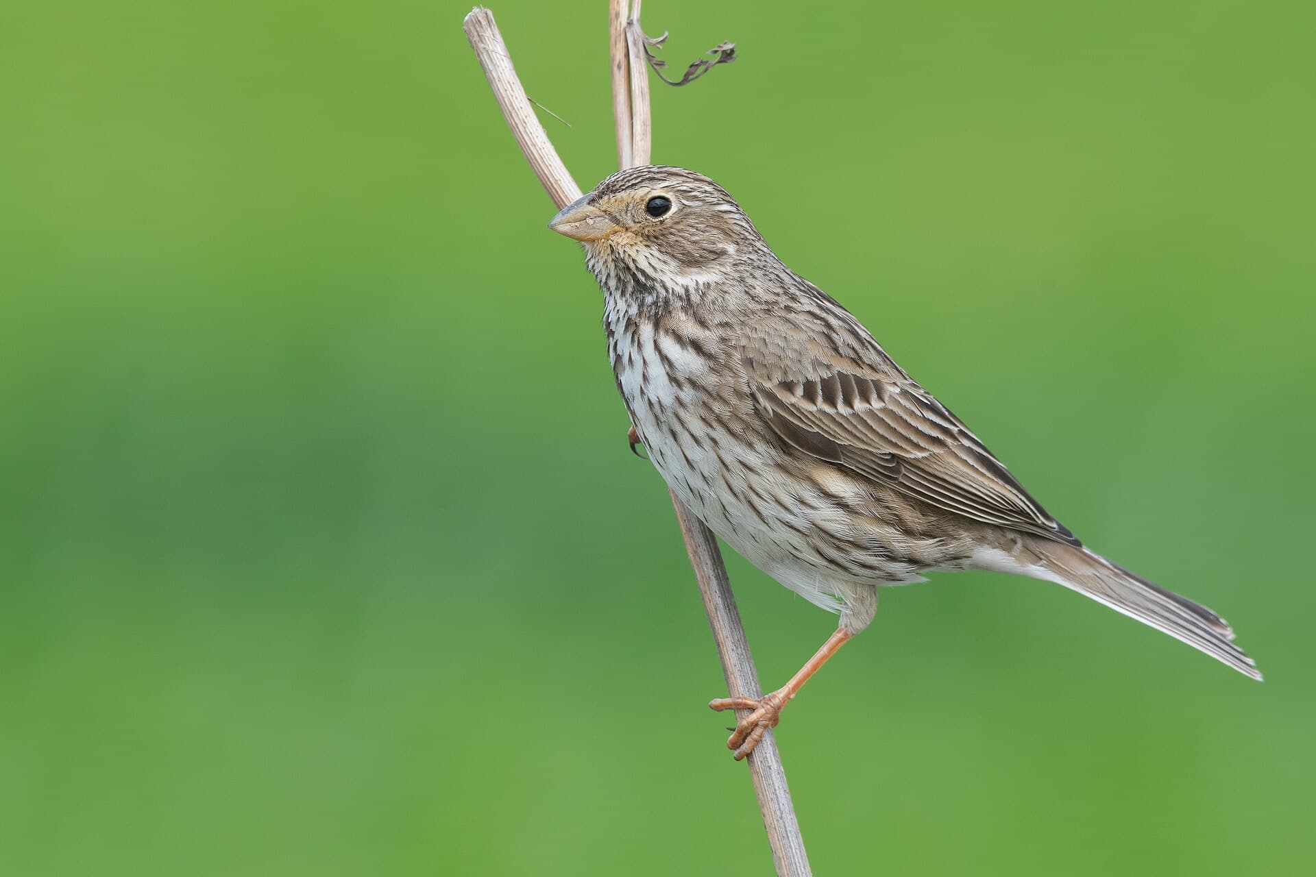 Grauwe Gors (Emberiza calandra) - Bruant proyer Ichkeul018