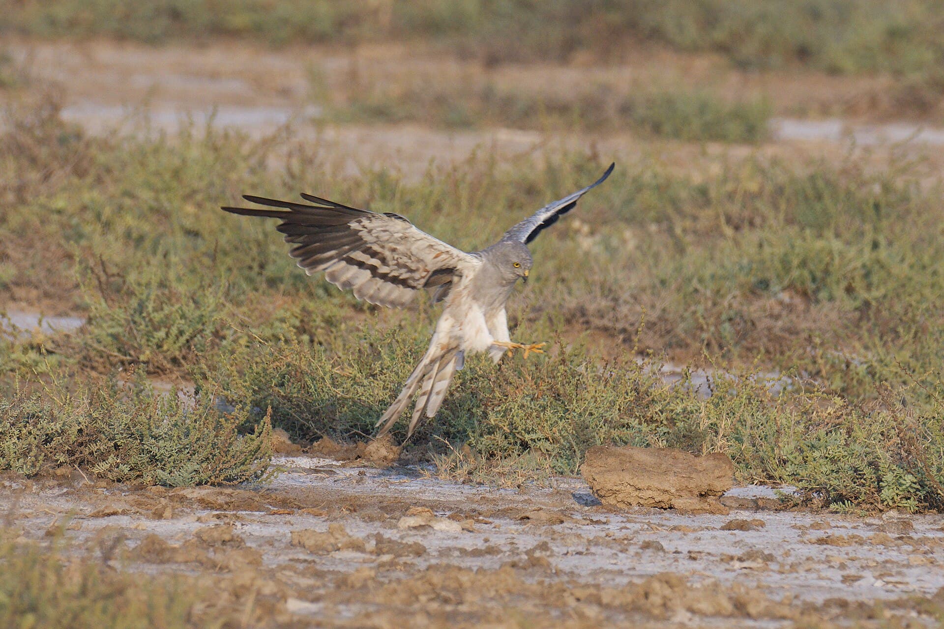 Grauwe Kiekendief (Circus pygargus) - Montagu's Harrier 11