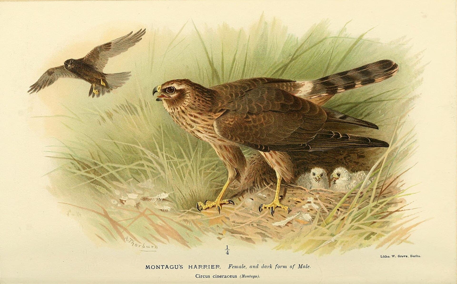 Grauwe Kiekendief (Circus pygargus) - Coloured figures of the birds of the British Islands - issued by Lord Lilford (6028619287)