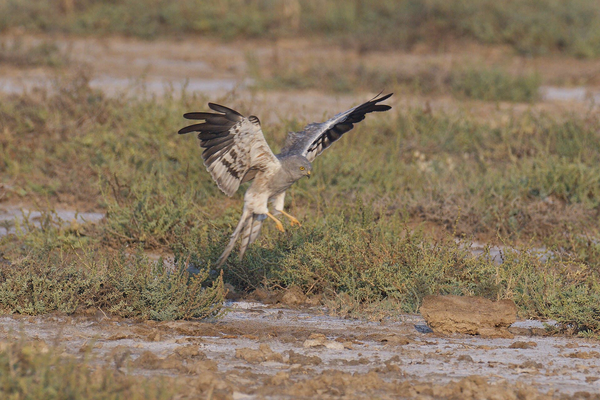 Grauwe Kiekendief (Circus pygargus) - Montagu's Harrier 12