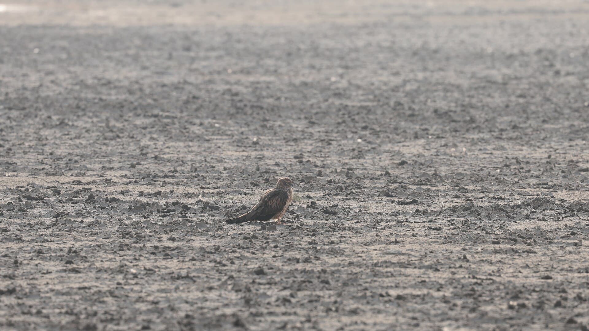 Grauwe Kiekendief (Circus pygargus) - Montagu's Harrier on ground 03