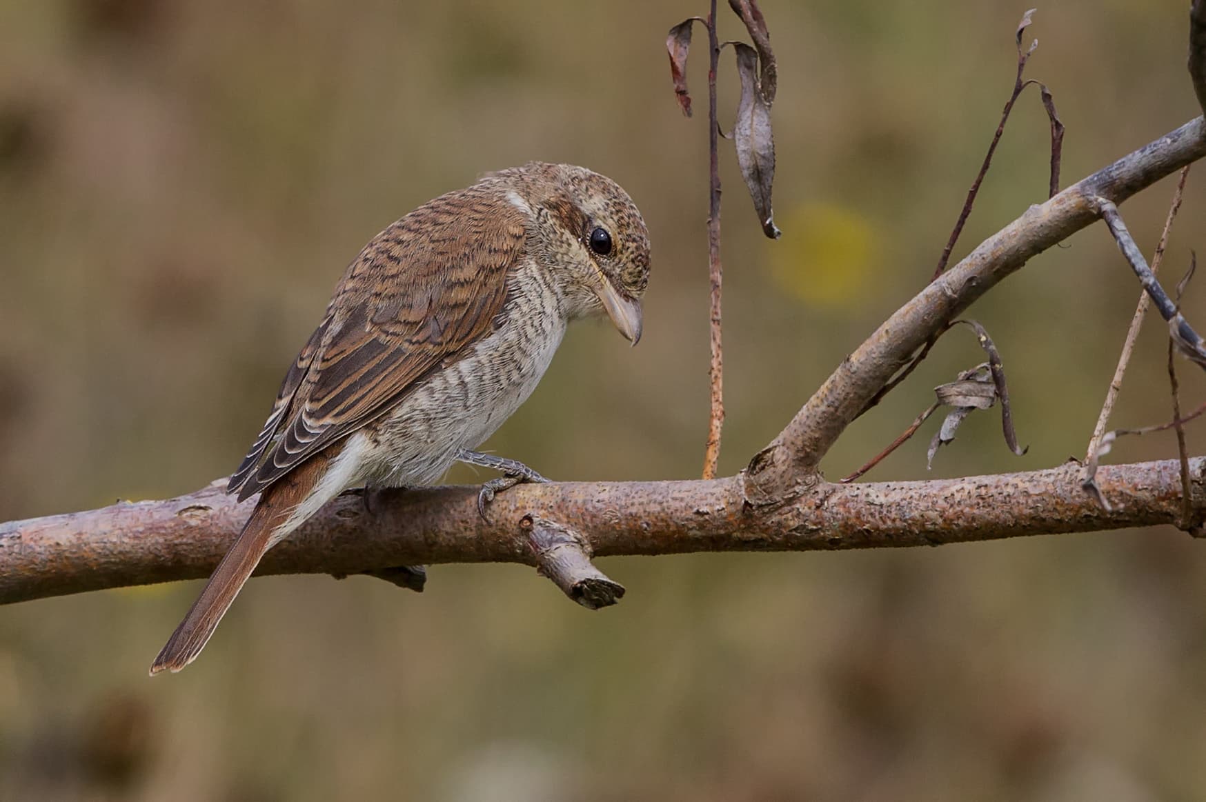 Grauwe Klauwier (Lanius collurio) - Red-backed Shrike (Lanius collurio)