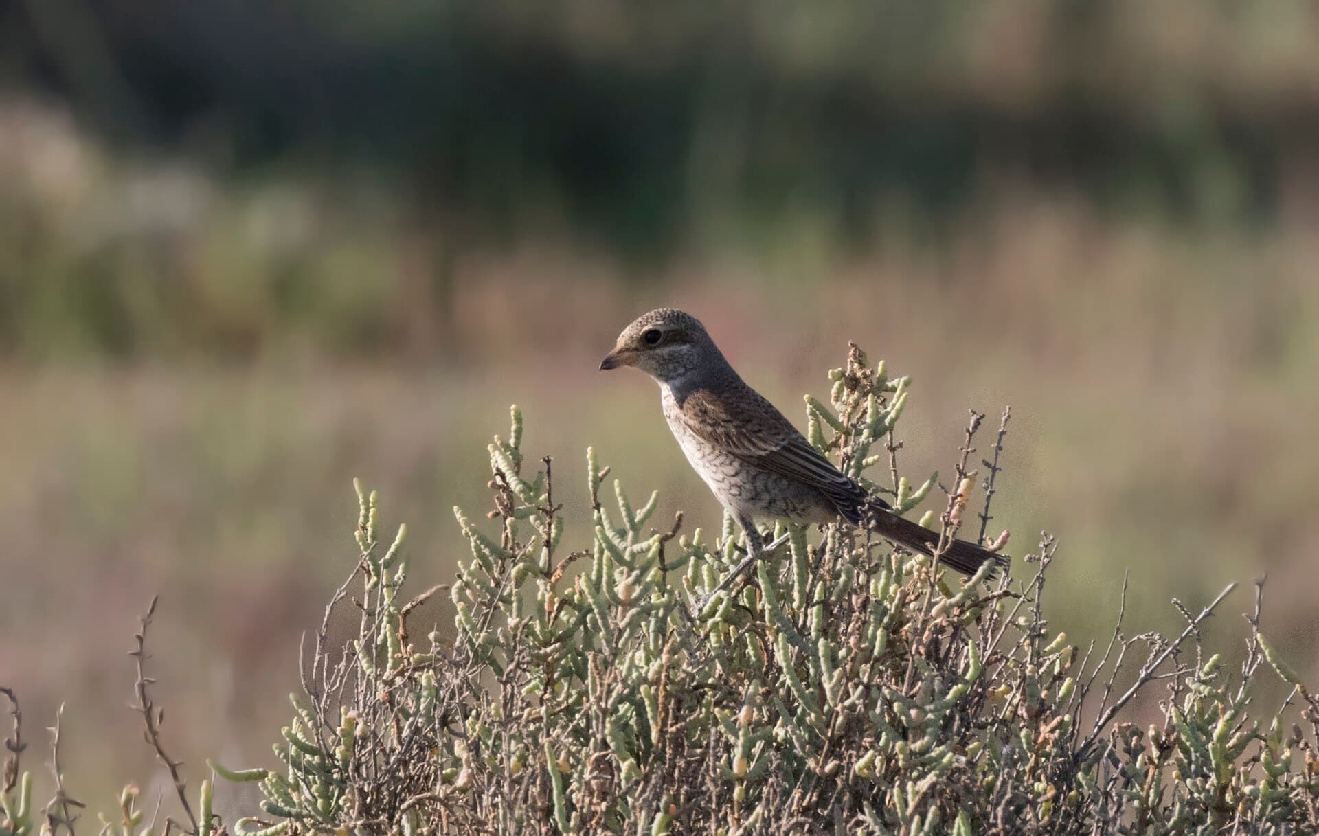 Grauwe Klauwier (Lanius collurio) - Lanius collurio - Red-backed Shrike 05