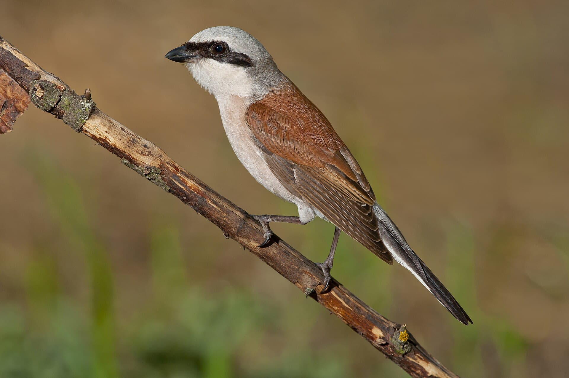 Grauwe Klauwier (Lanius collurio) - Lanius collurio соропуд сірий