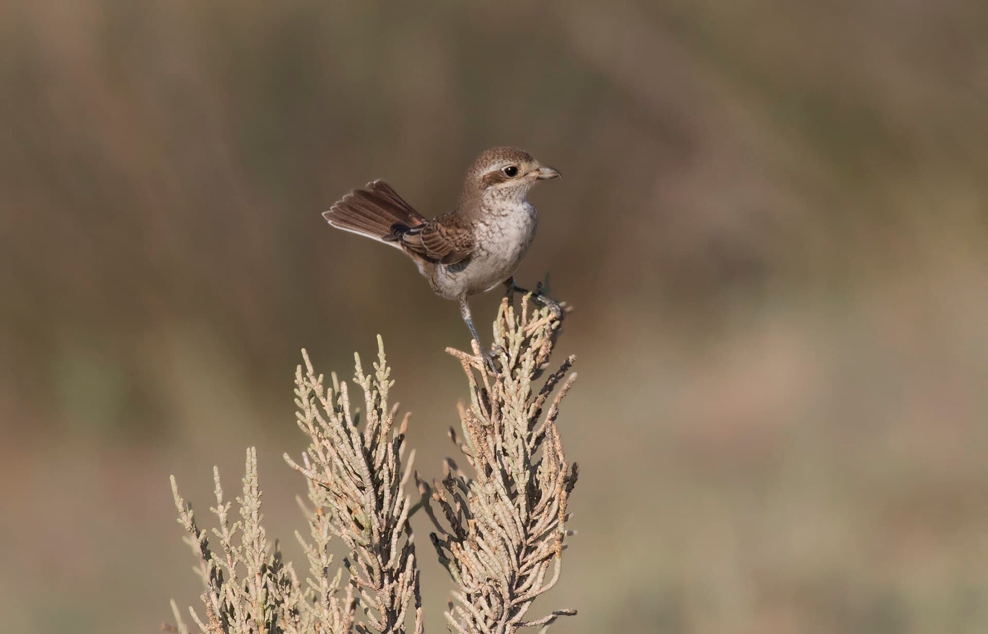 Grauwe Klauwier (Lanius collurio) - Lanius collurio - Red-backed Shrike 03