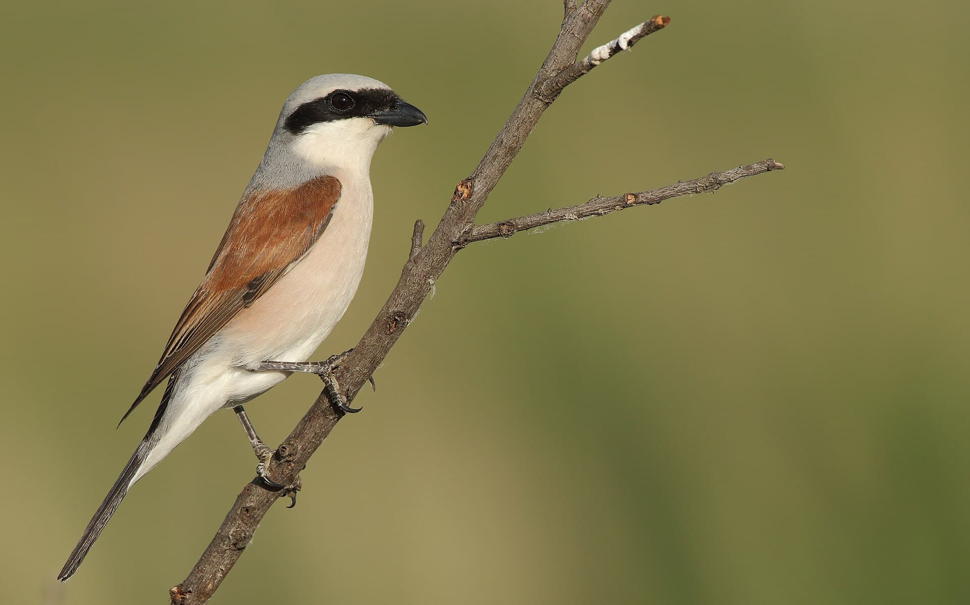 Grauwe Klauwier (Lanius collurio) - Red-backed shrike