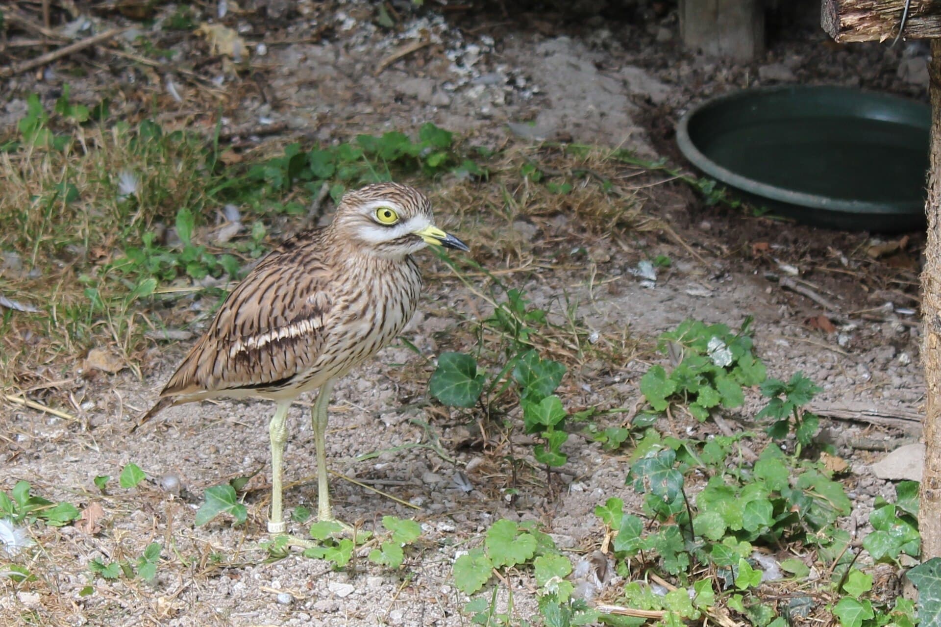 Griel (Burhinus oedicnemus) - Burhinus oedicnemus 2446