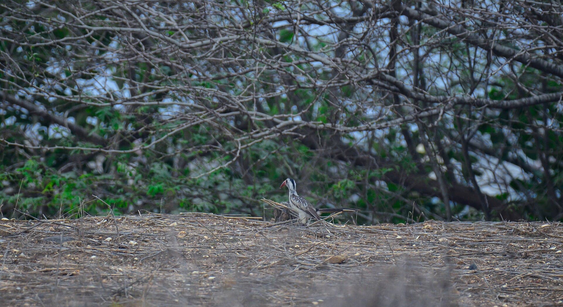 Griel (Burhinus oedicnemus) - Calao de la Niayes de Pikine 03
