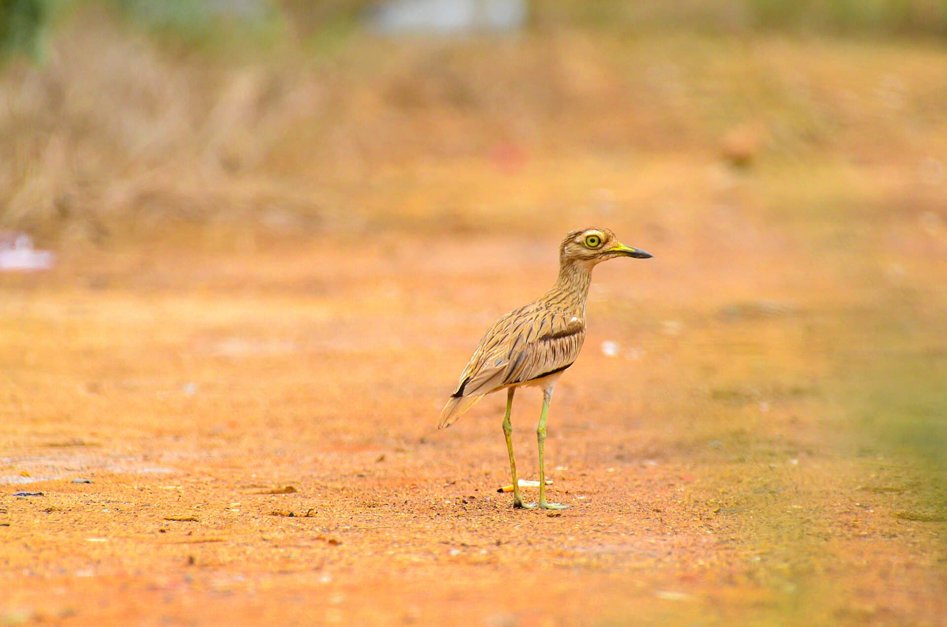 Griel (Burhinus oedicnemus) - Œdicnème de la Niayes de Pikine 01