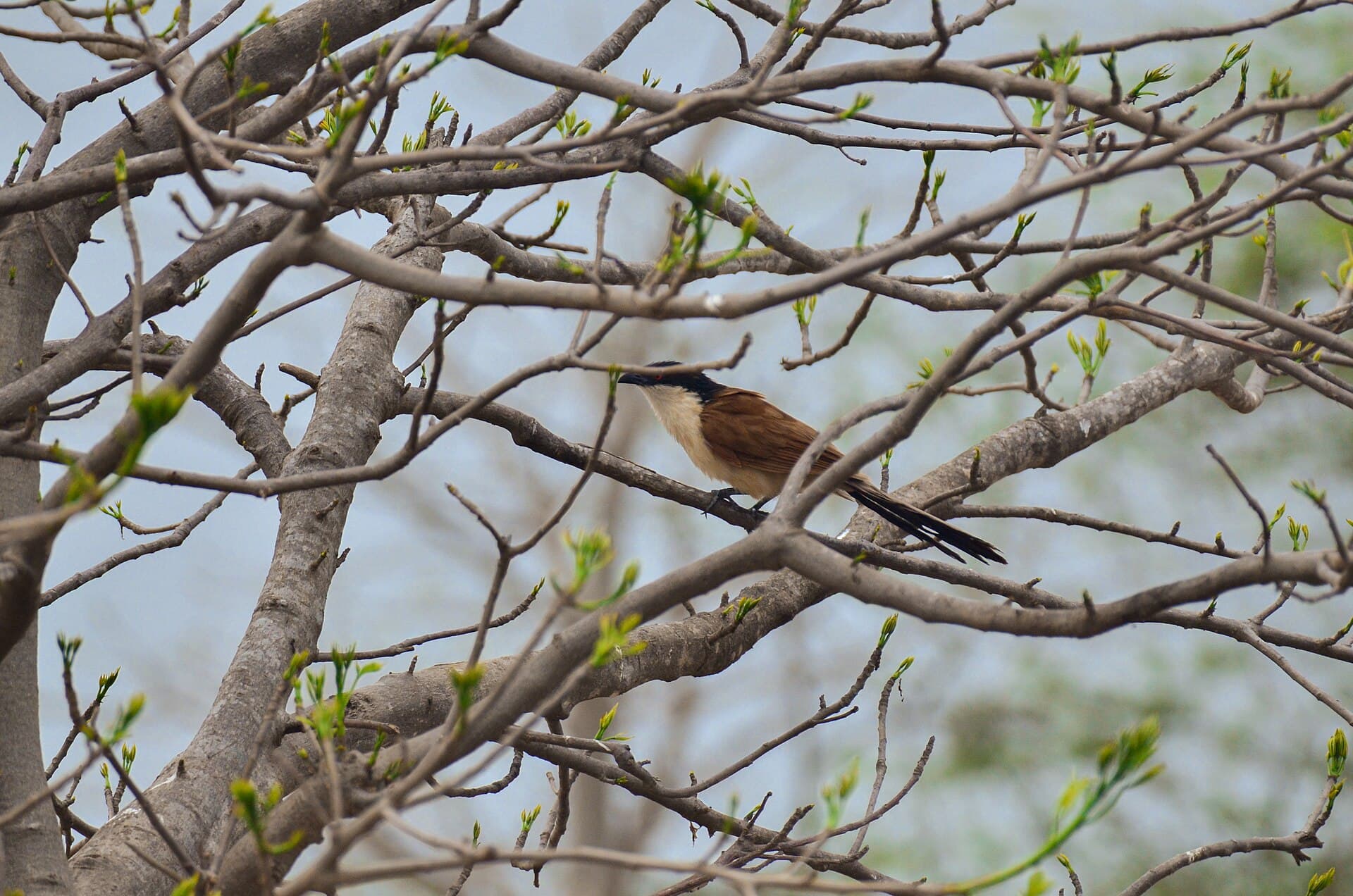 Griel (Burhinus oedicnemus) - Coucal de la Niayes de Pikine 09