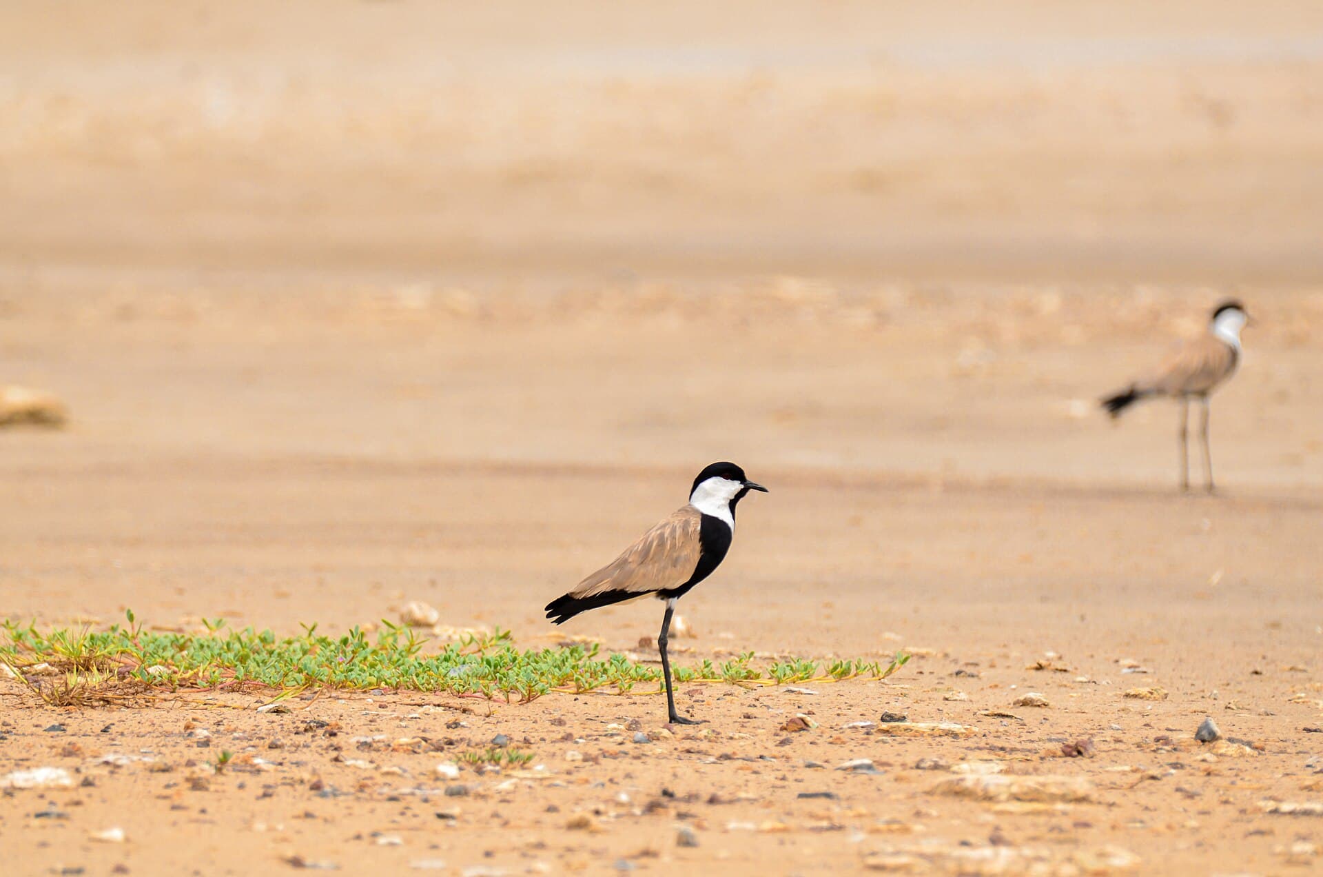 Griel (Burhinus oedicnemus) - Vanneaux éperonné de la Niayes de Pikine 11