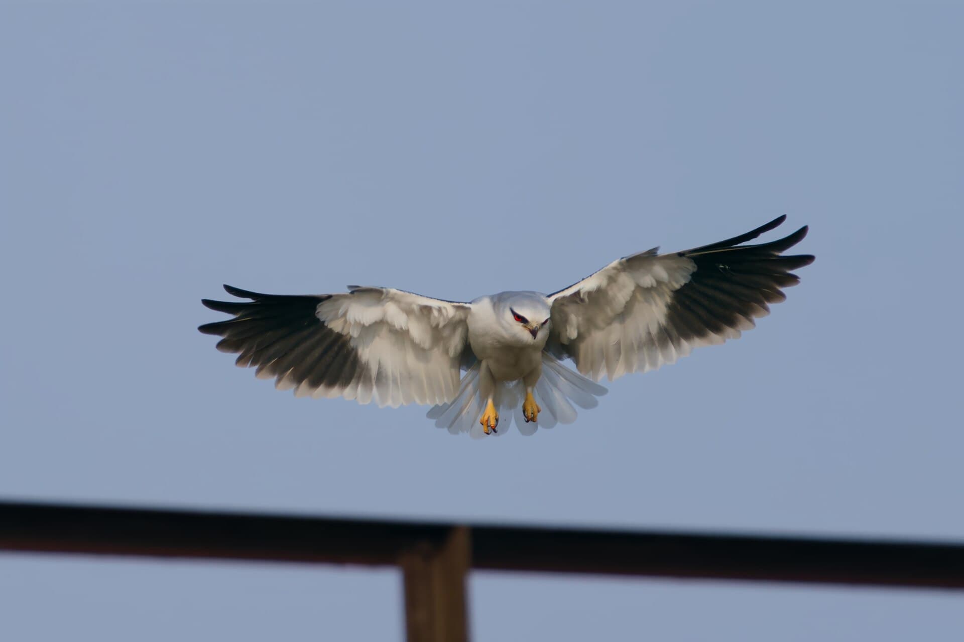 Grijze Wouw (Elanus caeruleus) - Elanus caeruleus-Weifang 01