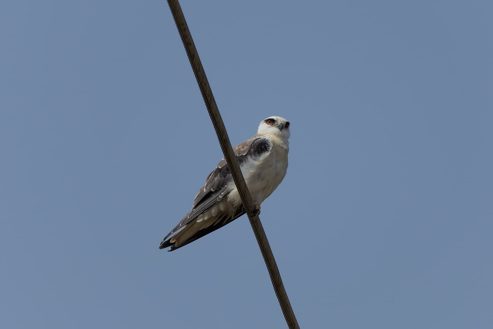 Grijze Wouw (Elanus caeruleus) - Black-winged Kite by Tisha Mukherjee 15