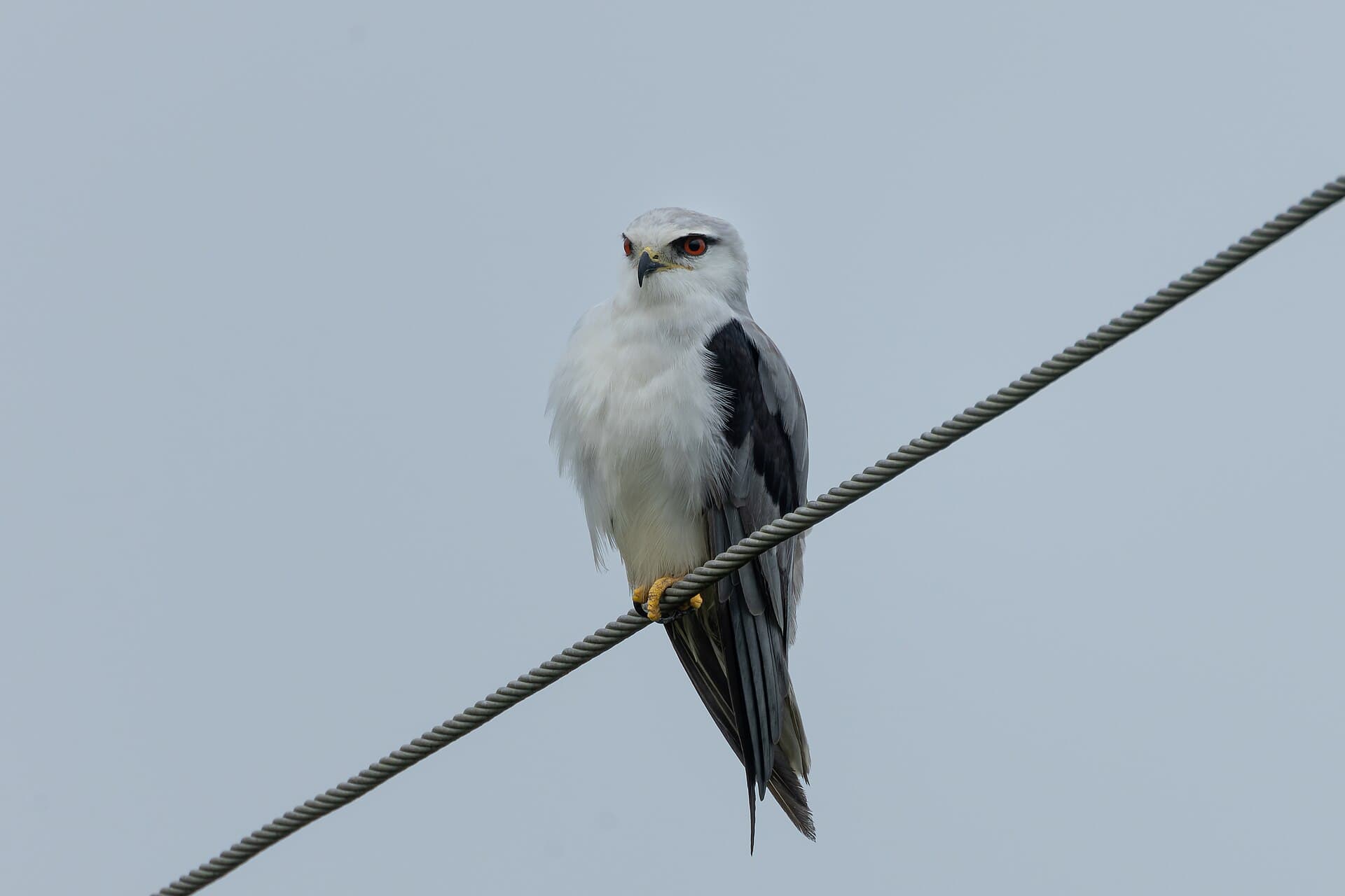 Grijze Wouw (Elanus caeruleus) - Black-winged Kite by Tisha Mukherjee 14