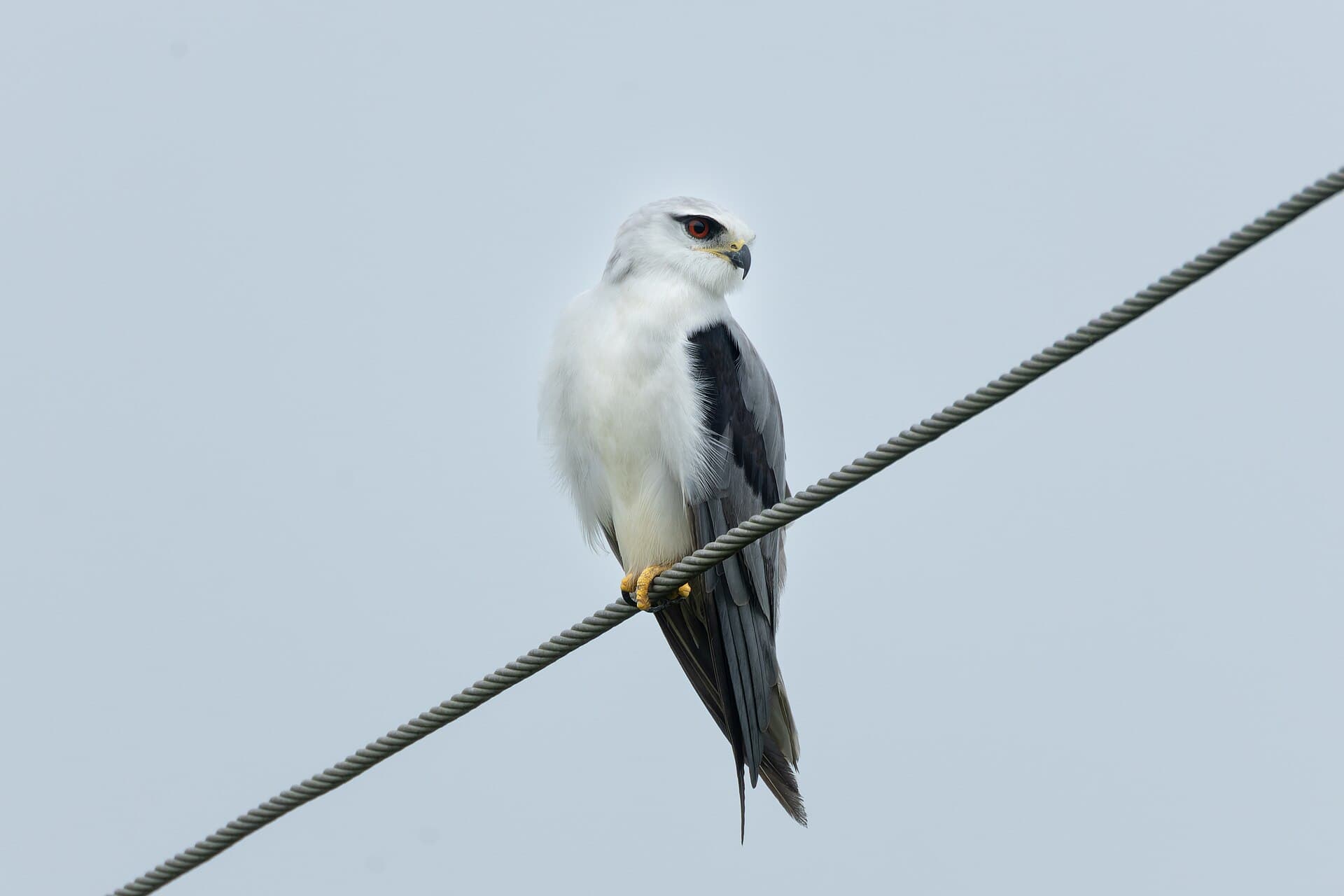 Grijze Wouw (Elanus caeruleus) - Black-winged Kite by Tisha Mukherjee 13