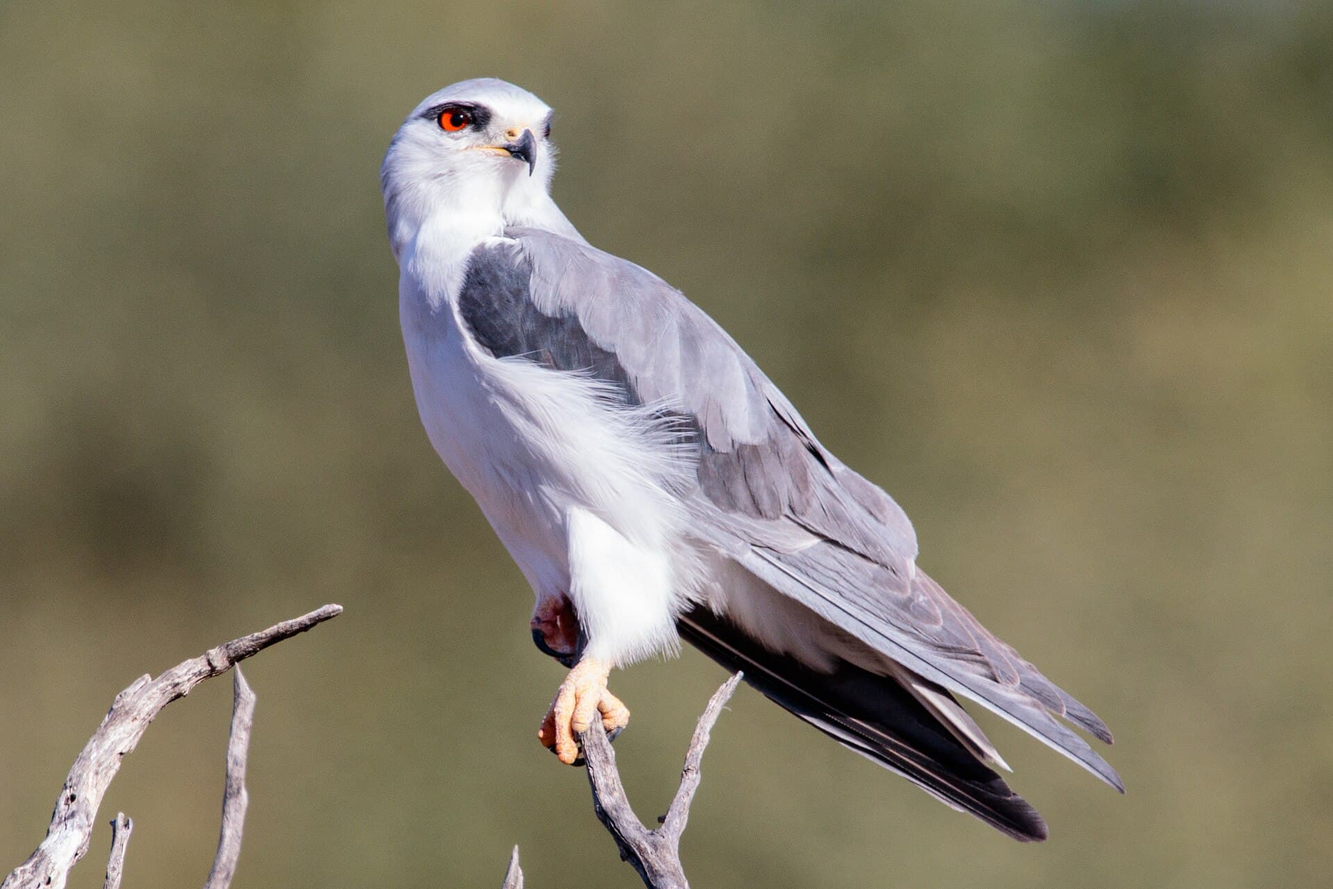 Grijze Wouw (Elanus caeruleus) - Elanus caeruleus 1M2A4739 (45250487704)