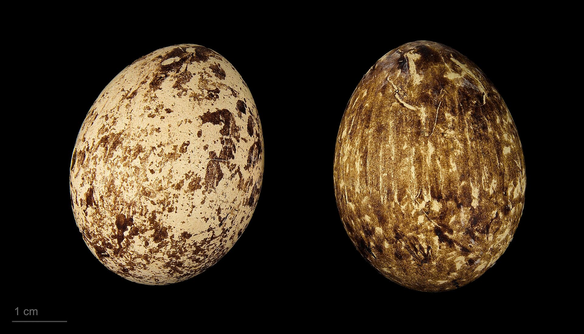 Grijze Wouw (Elanus caeruleus) - Elanus caeruleus MHNT.ZOO.2010.11.94.10