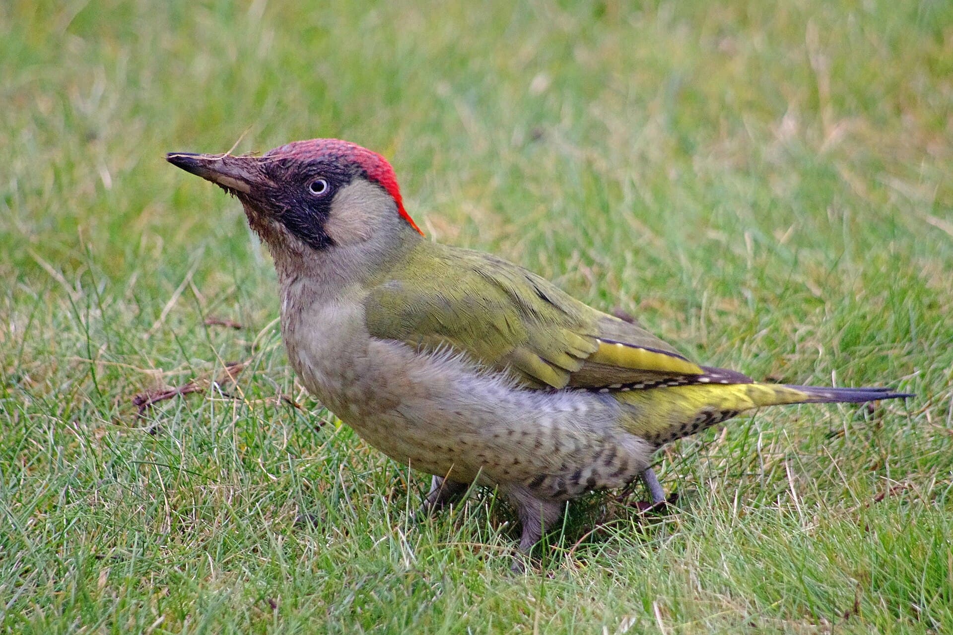 Groene Specht (Picus viridis) - Přílepy, imgp7043 (2017-06)