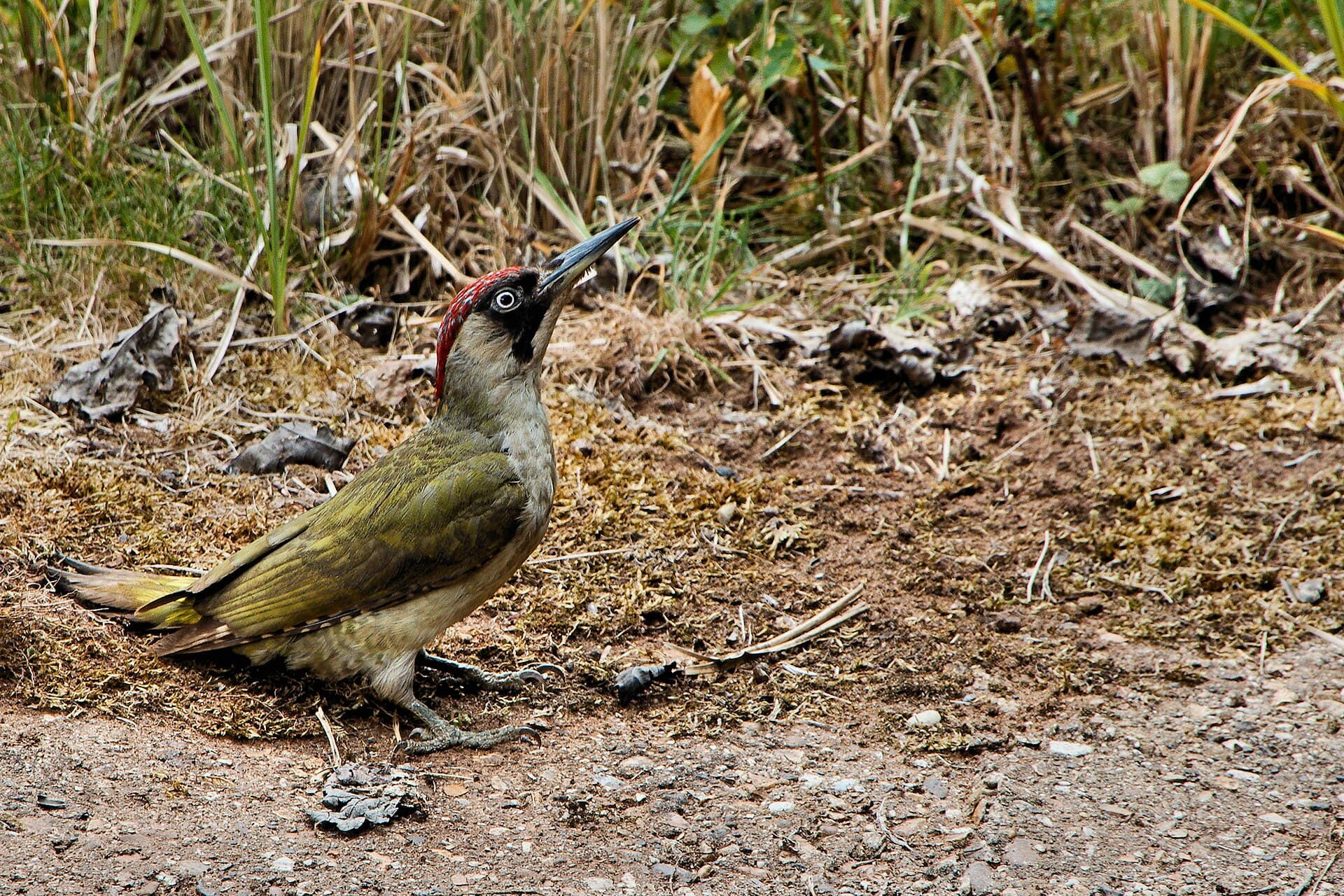 Groene Specht (Picus viridis) - Green Woodpecker - RSPB Sandy (35812883906)