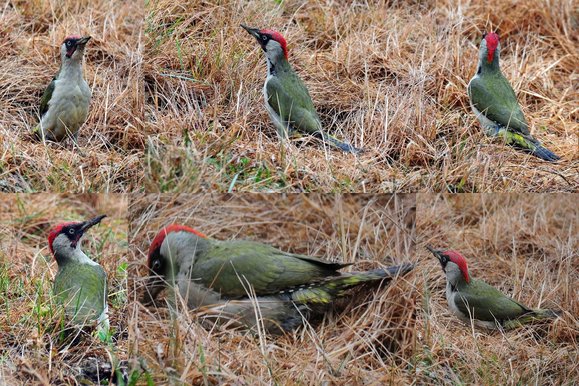 Groene Specht (Picus viridis) - Green woodpecker spitting in the grass, searching for ants at Divonne-les-Bains - panoramio