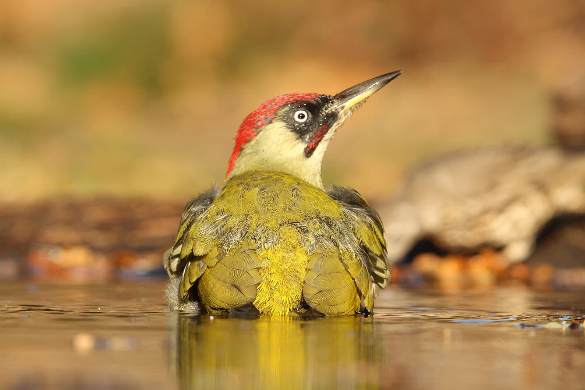 Groene Specht (Picus viridis) - Groen Specht IMG 9790