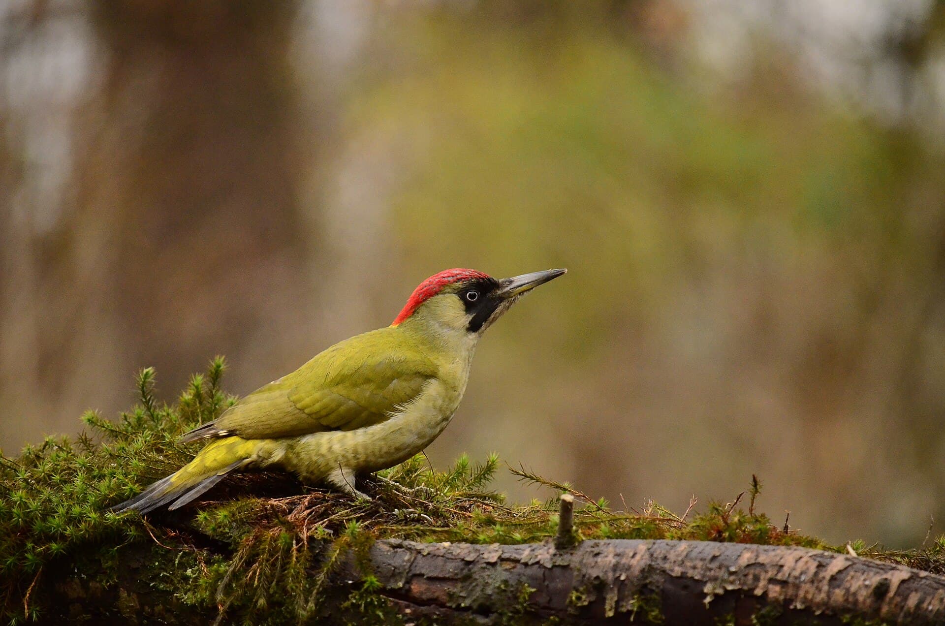 Groene Specht (Picus viridis) - Groene specht