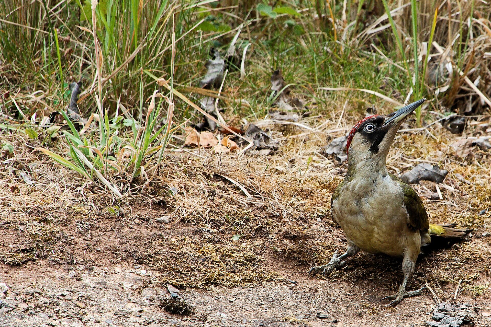 Groene Specht (Picus viridis) - Green Woodpecker - RSPB Sandy (35812882796)