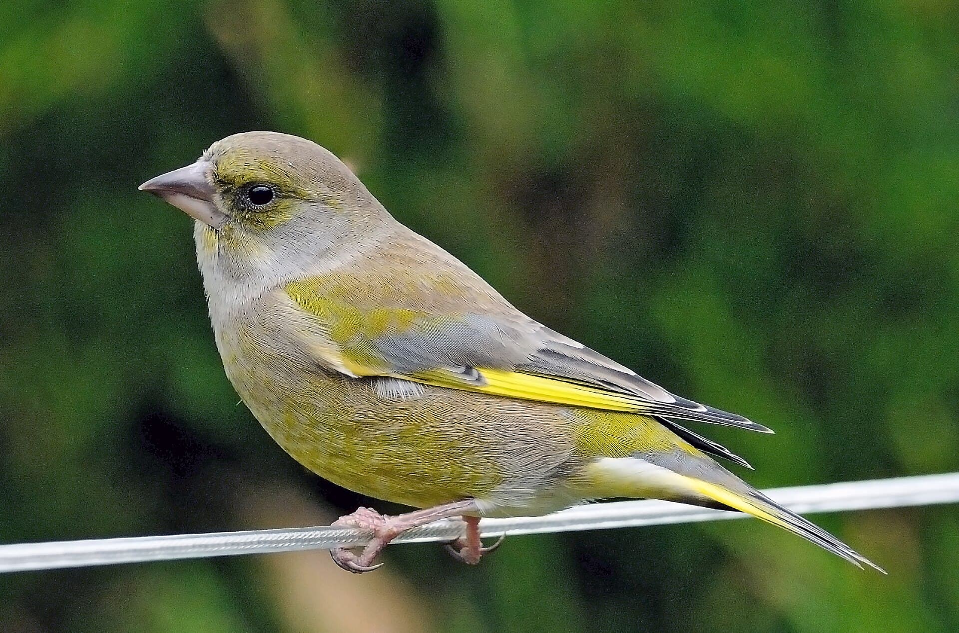 groenling (Chloris chloris) - Carduelis chloris -England-8