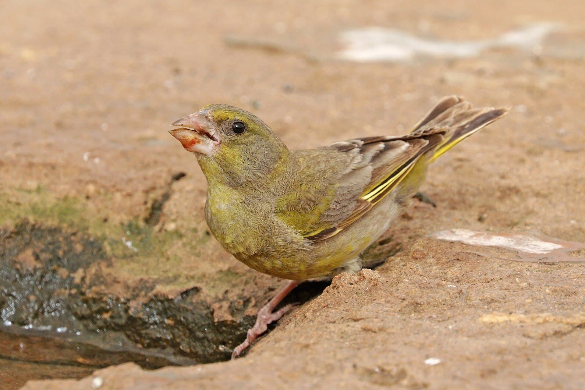 groenling (Chloris chloris) - European greenfinch (Chloris chloris voousi) female