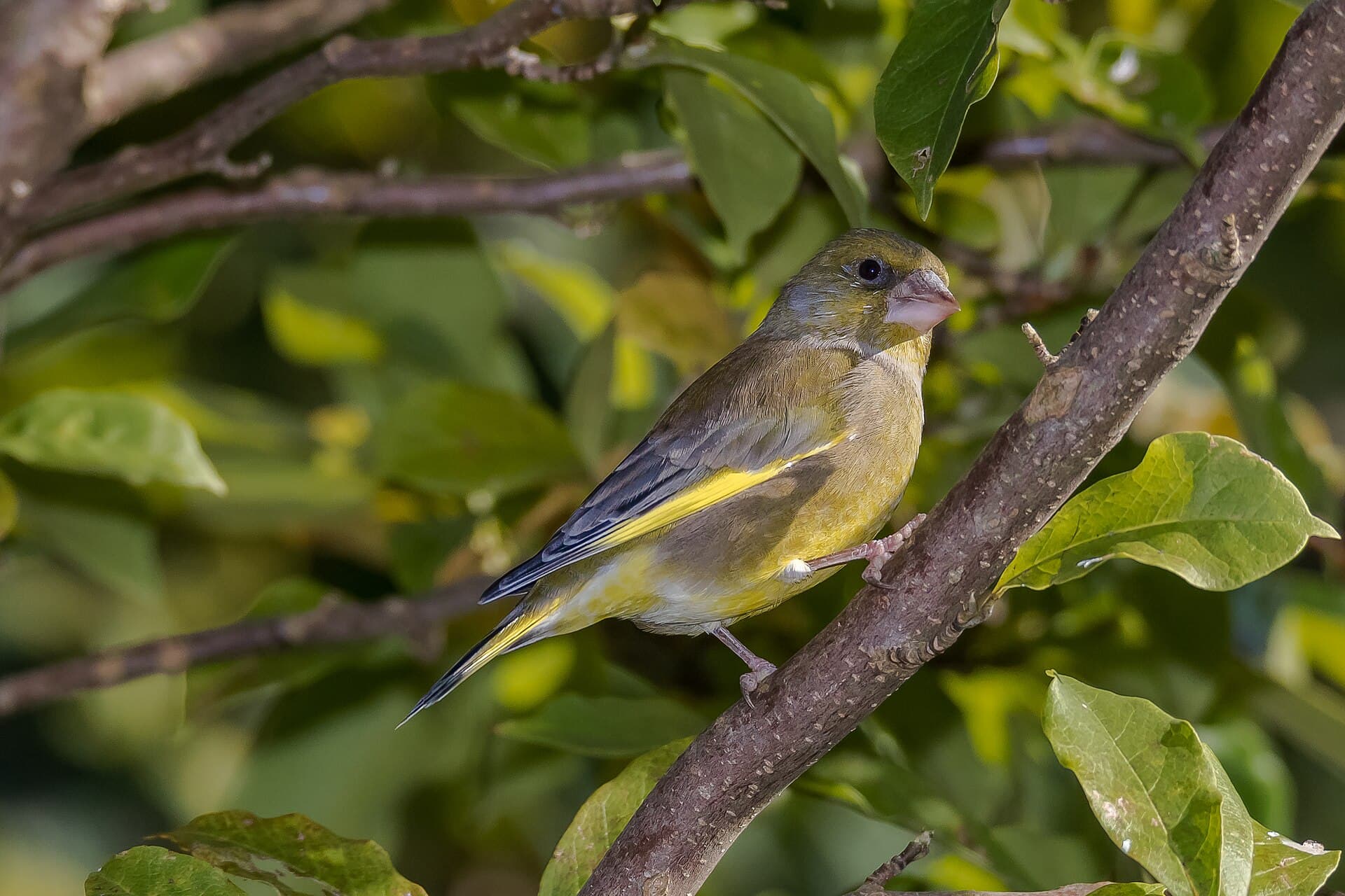 groenling (Chloris chloris) - Greenfinch Chloris chloris-0191