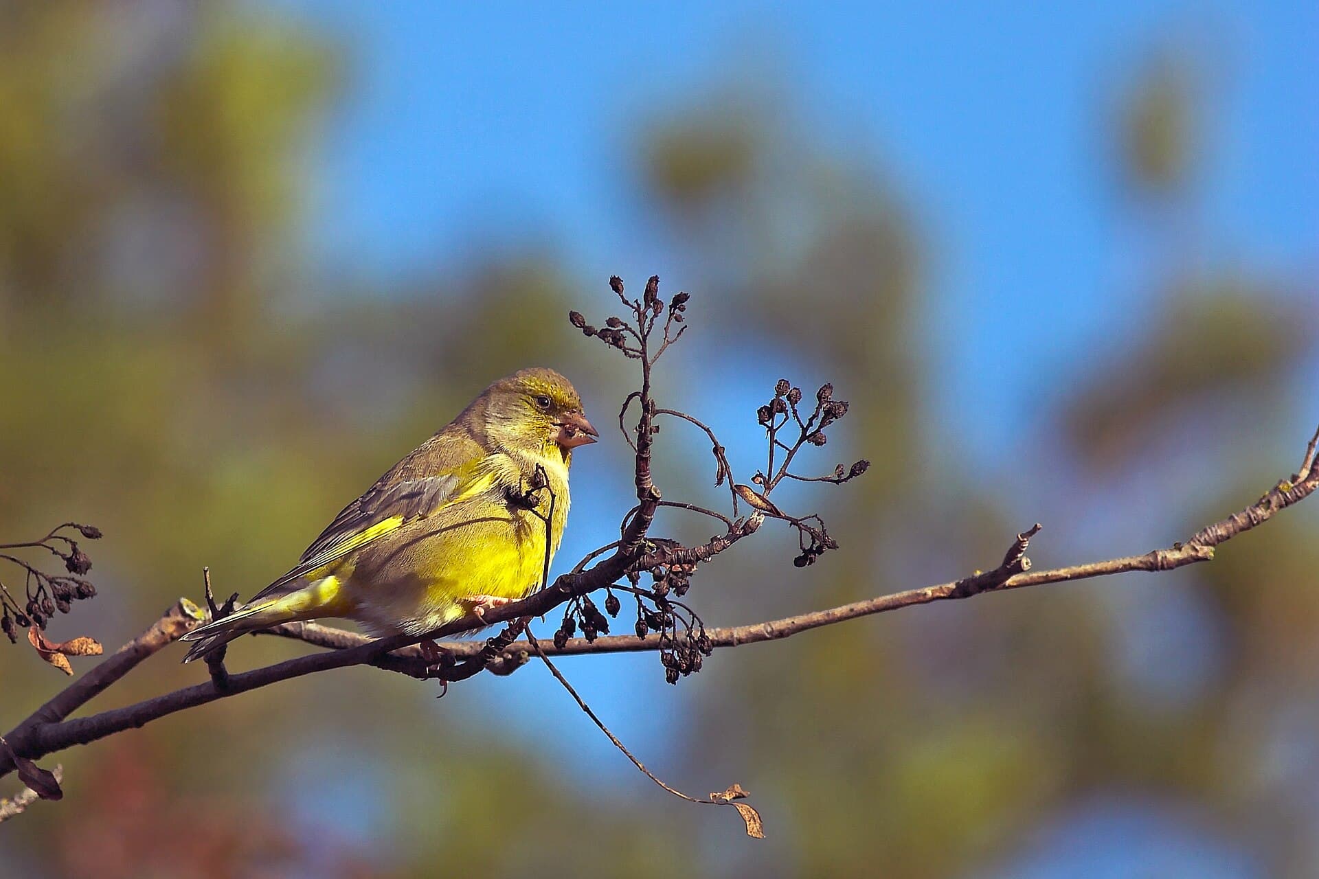 groenling (Chloris chloris) - CarduelisChlorisBerry