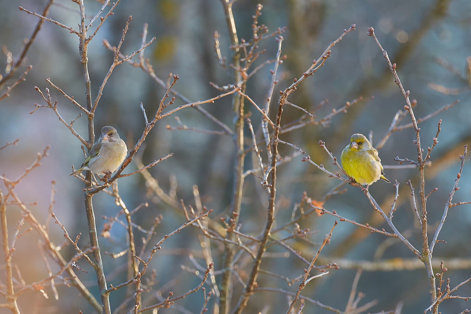 groenling (Chloris chloris) - Rohevindi paar 2017