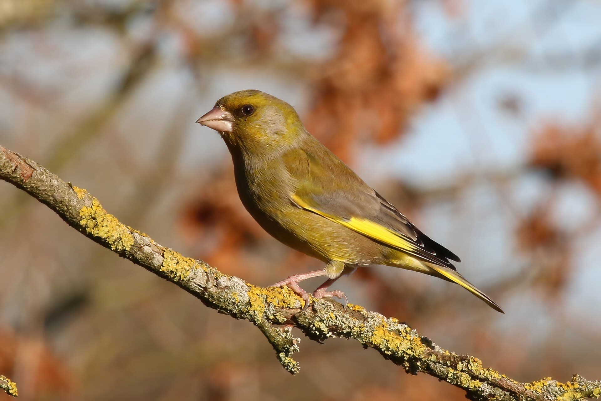 groenling (Chloris chloris) - Greenfinch (Chloris chloris harrisoni) male
