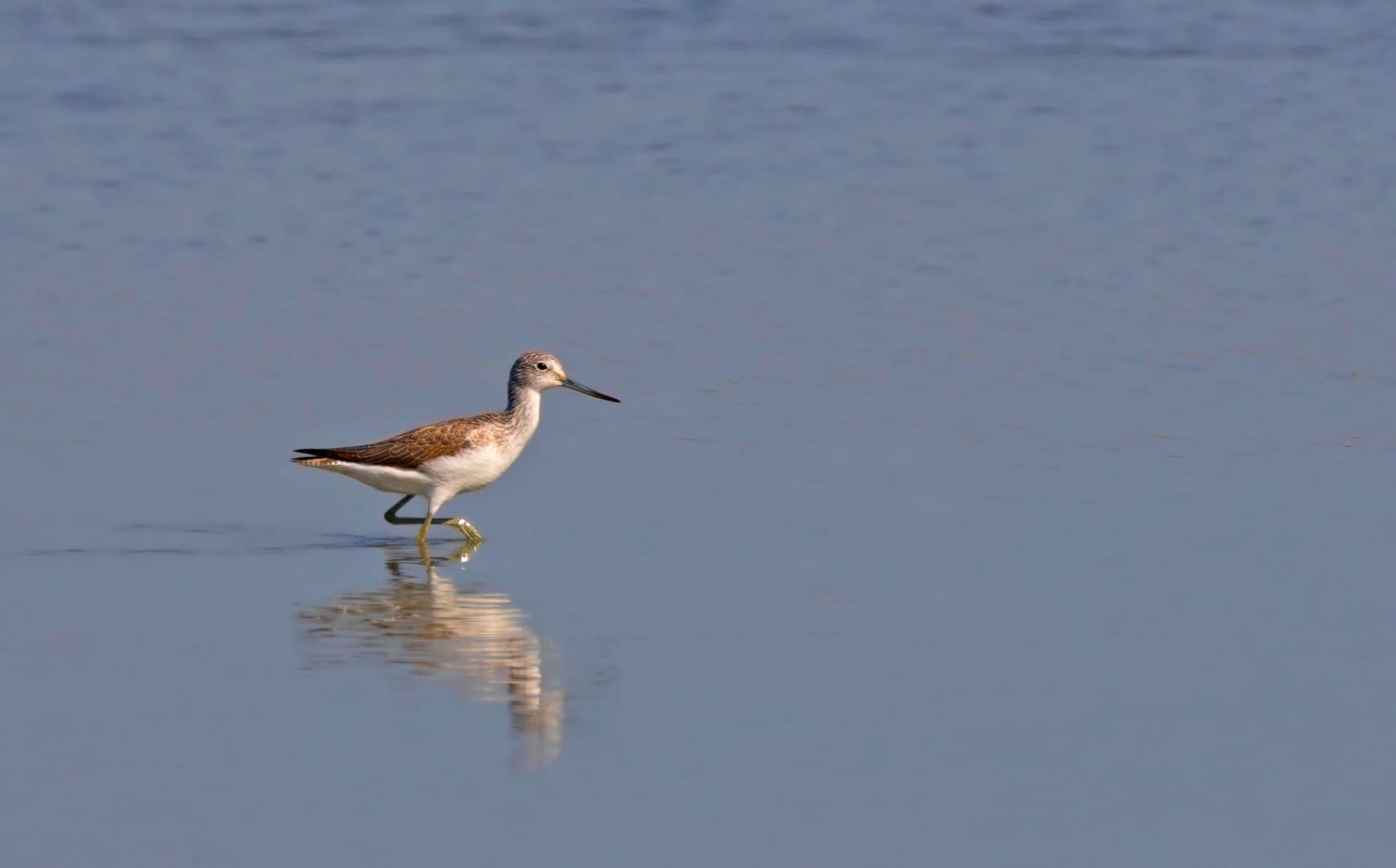 Groenpootruiter (Tringa nebularia) - Tringa nebularia - Common Greenshank, Adana 2016-11-5 05-2