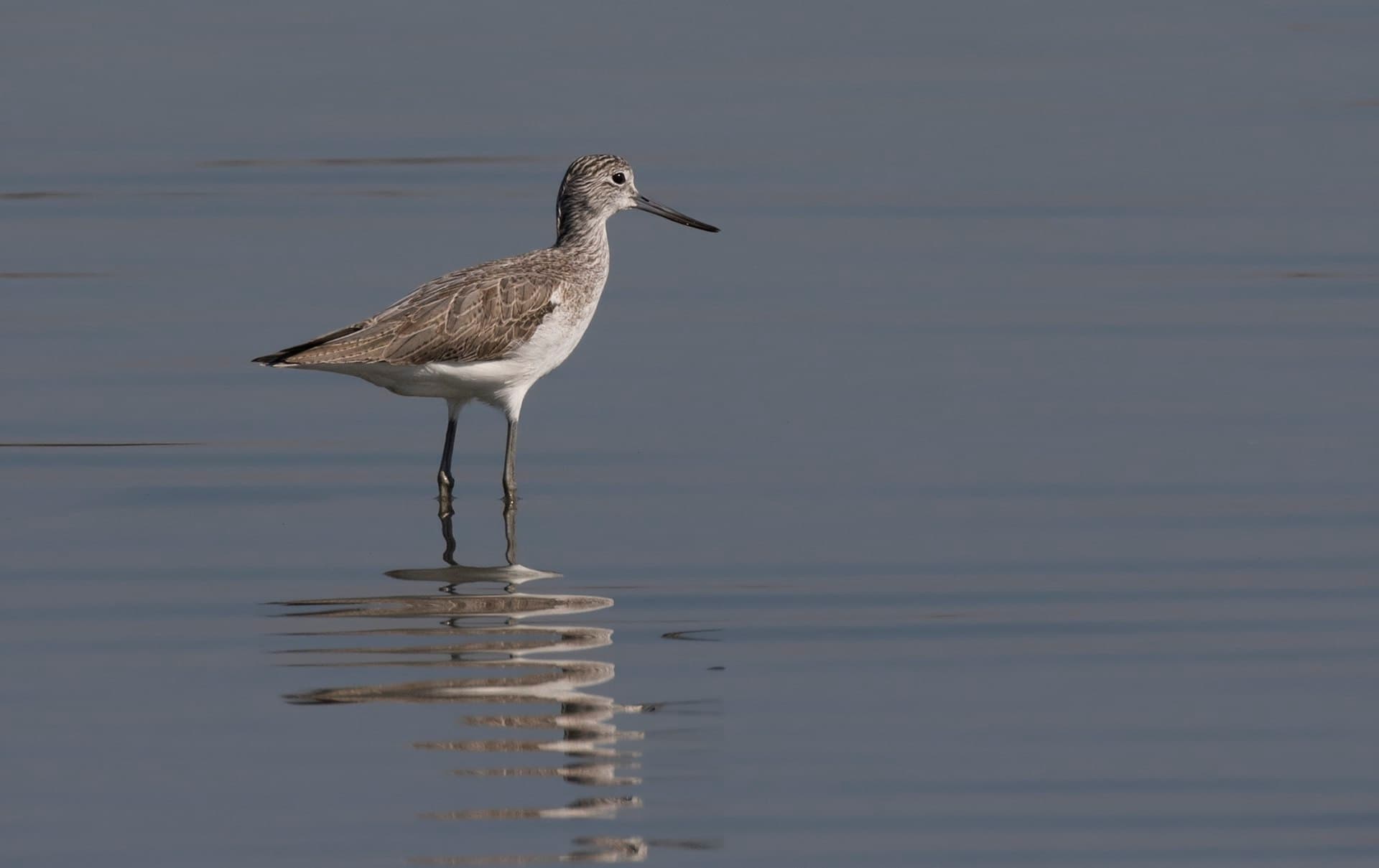 Groenpootruiter (Tringa nebularia) - Tringa nebularia - Common Greenshank, Adana 2016-11-5 05-7