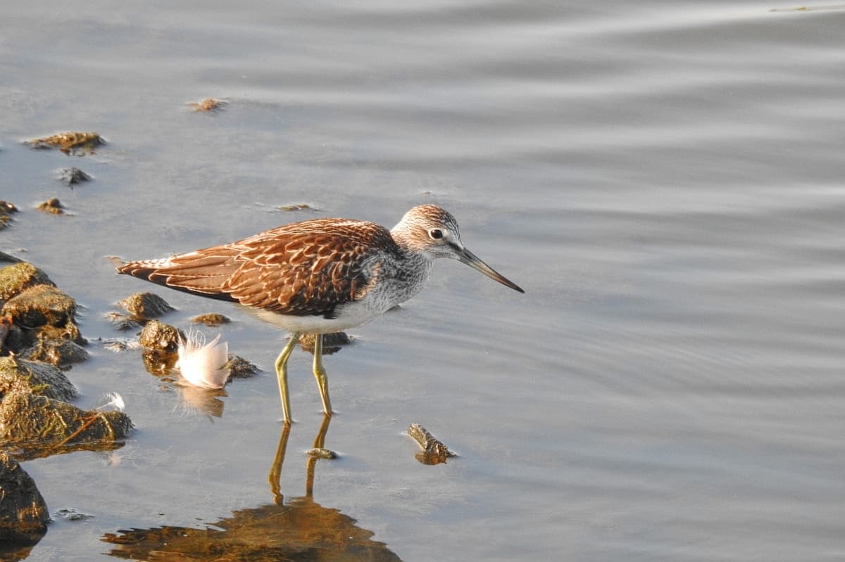 Groenpootruiter (Tringa nebularia) - Gluttsnäppa Common Greenshank (23109795880)