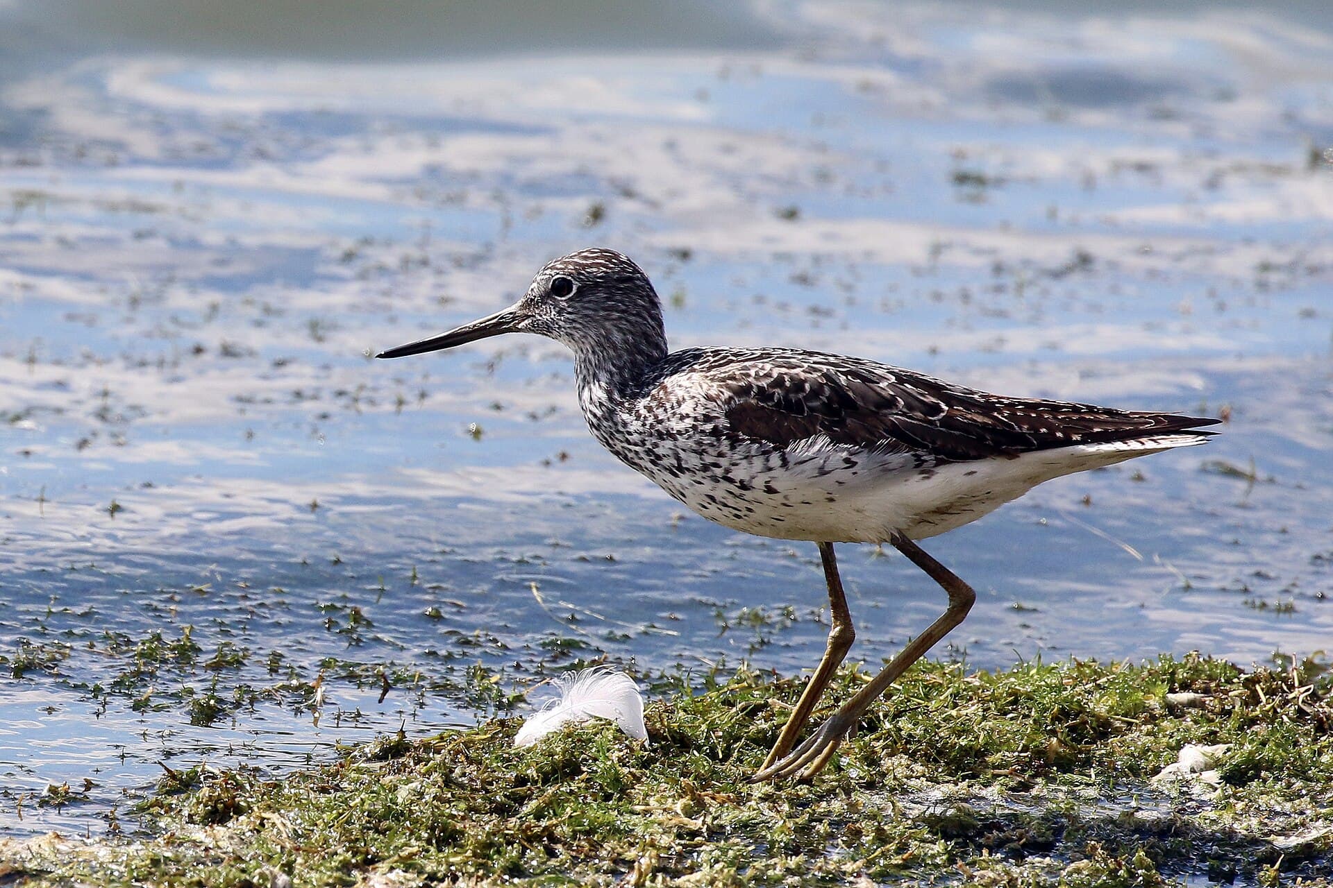 Groenpootruiter (Tringa nebularia) - Greenshank (Tringa nebularia)