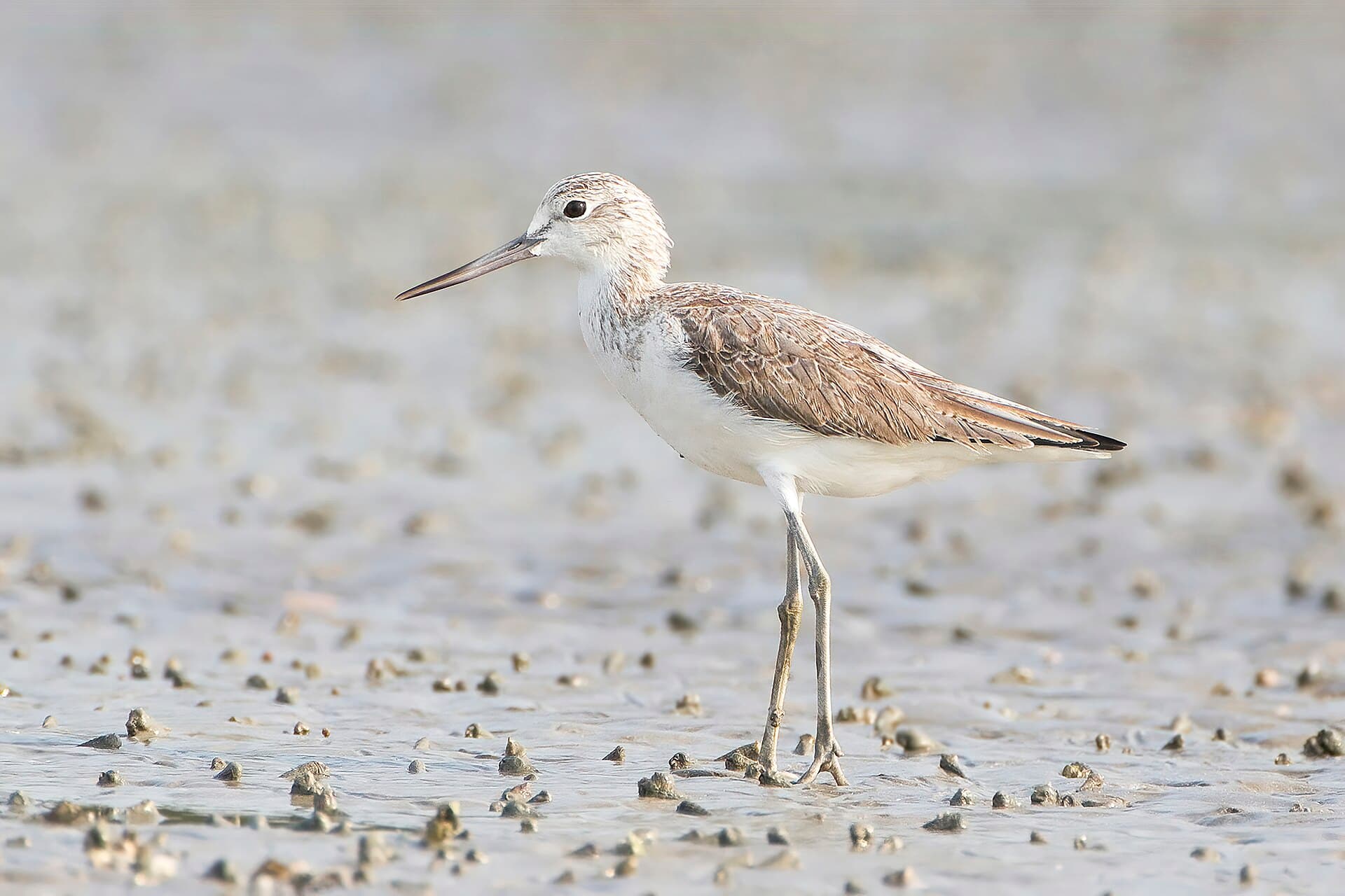 Groenpootruiter (Tringa nebularia) - Tringa nebularia - Laem Phak Bia