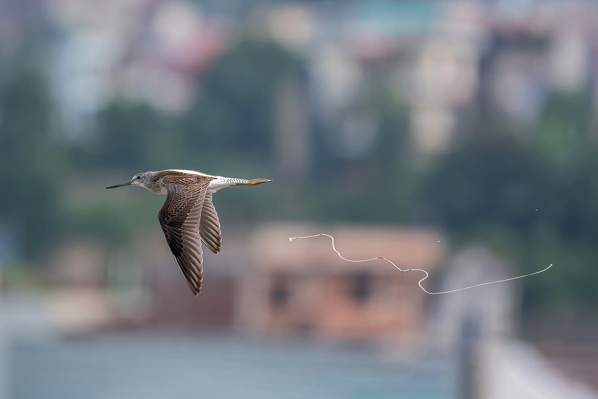 Groenpootruiter (Tringa nebularia) - The common greenshank (Tringa nebularia)