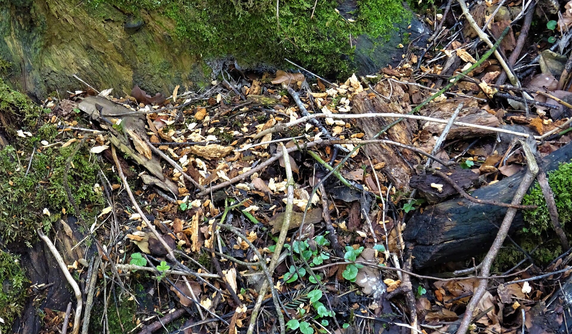 Grote Bonte Specht (Dendrocopos major) - Dendrocopos major wood chips below a rotten tree trunk, Lambroughton, North Ayrhsire