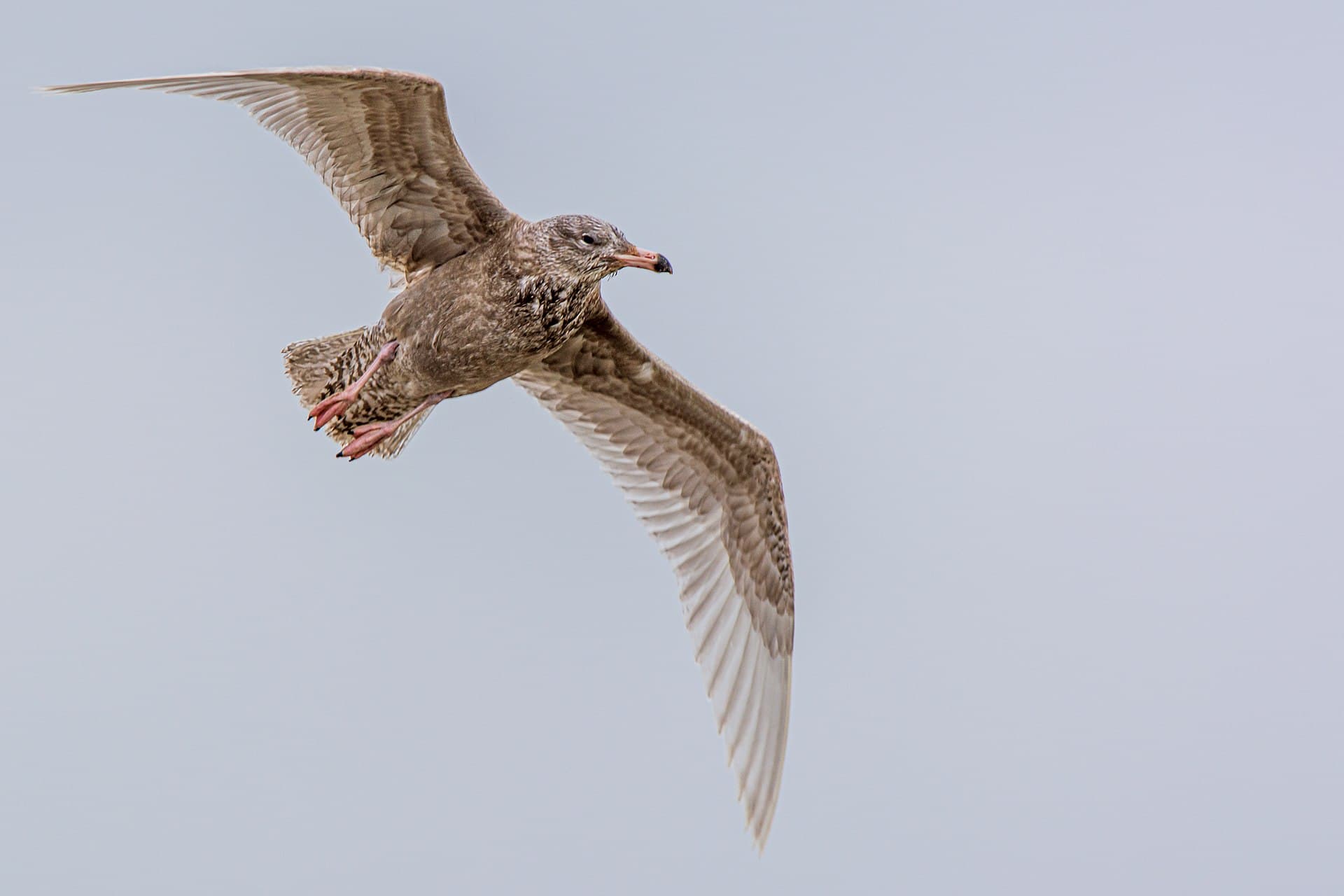 Grote Burgemeester (Larus hyperboreus) - Eismöwe (larus hyperboreus), 2. Kalenderjahr - Spiekeroog, Nationalpark Niedersächsisches Wattenmeer
