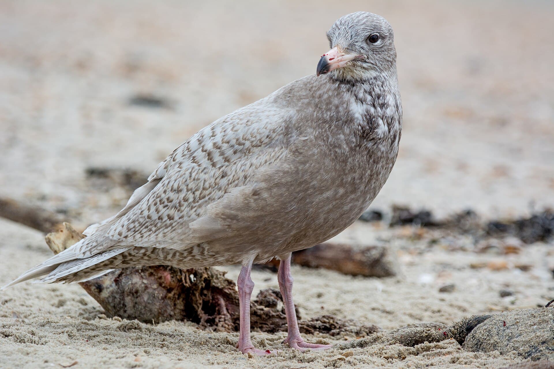 Grote Burgemeester (Larus hyperboreus) - Eismöwe auf Spiekeroog - Nationalpark Niedersächsisches Wattenmeer